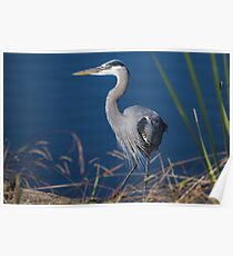 Great blue heron Poster