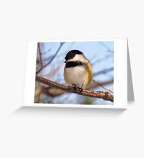 Chickadee picture Greeting Card