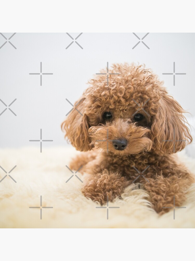 Toy poodle shop hairy dogs