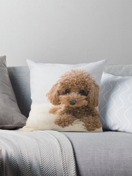 Item preview, Curly-Haired Toy Poodle designed and sold by Mohit Sebastian.