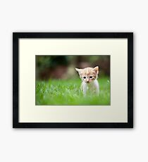 Sad kitty Framed Print