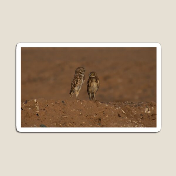 Item preview, Burrowing owls designed and sold by -MissManda-.
