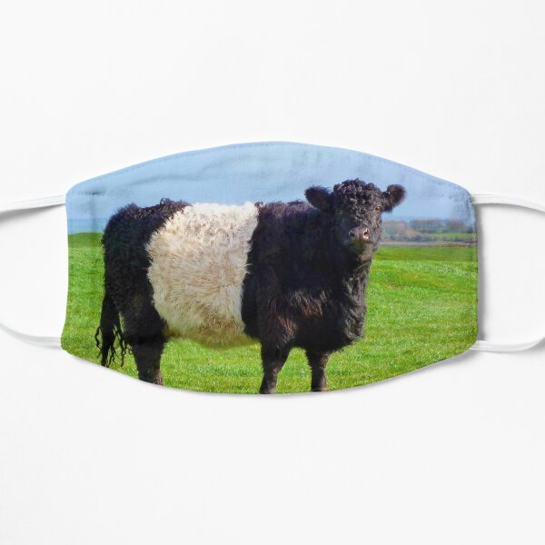 belted galloway soft toy