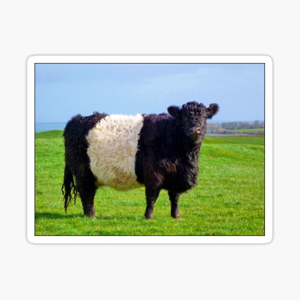 Item preview, Belted Galloway Bull designed and sold by derekbeattie.