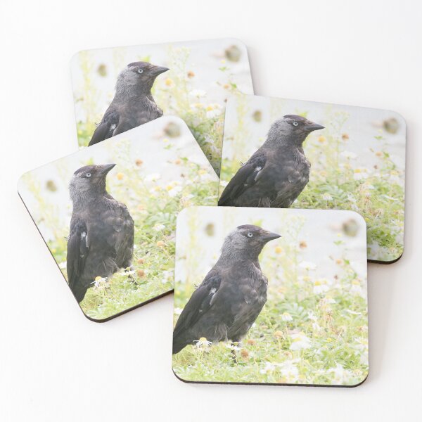 Item preview, Jackdaw designed and sold by LaurenTucker.