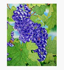 Vineyard Photographic Print