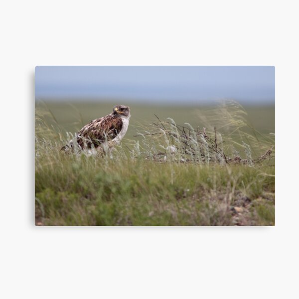 Ground Nest Canvas Print