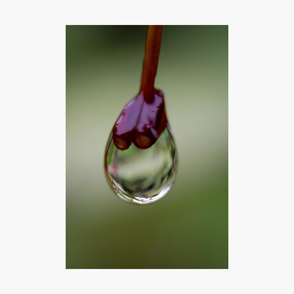 Water Drop Photographic Print