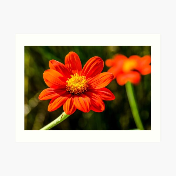 Floral 1 Art Print