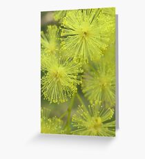 Wattle Blossom Greeting Card