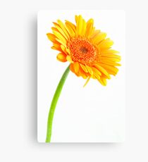 Flower Canvas Print