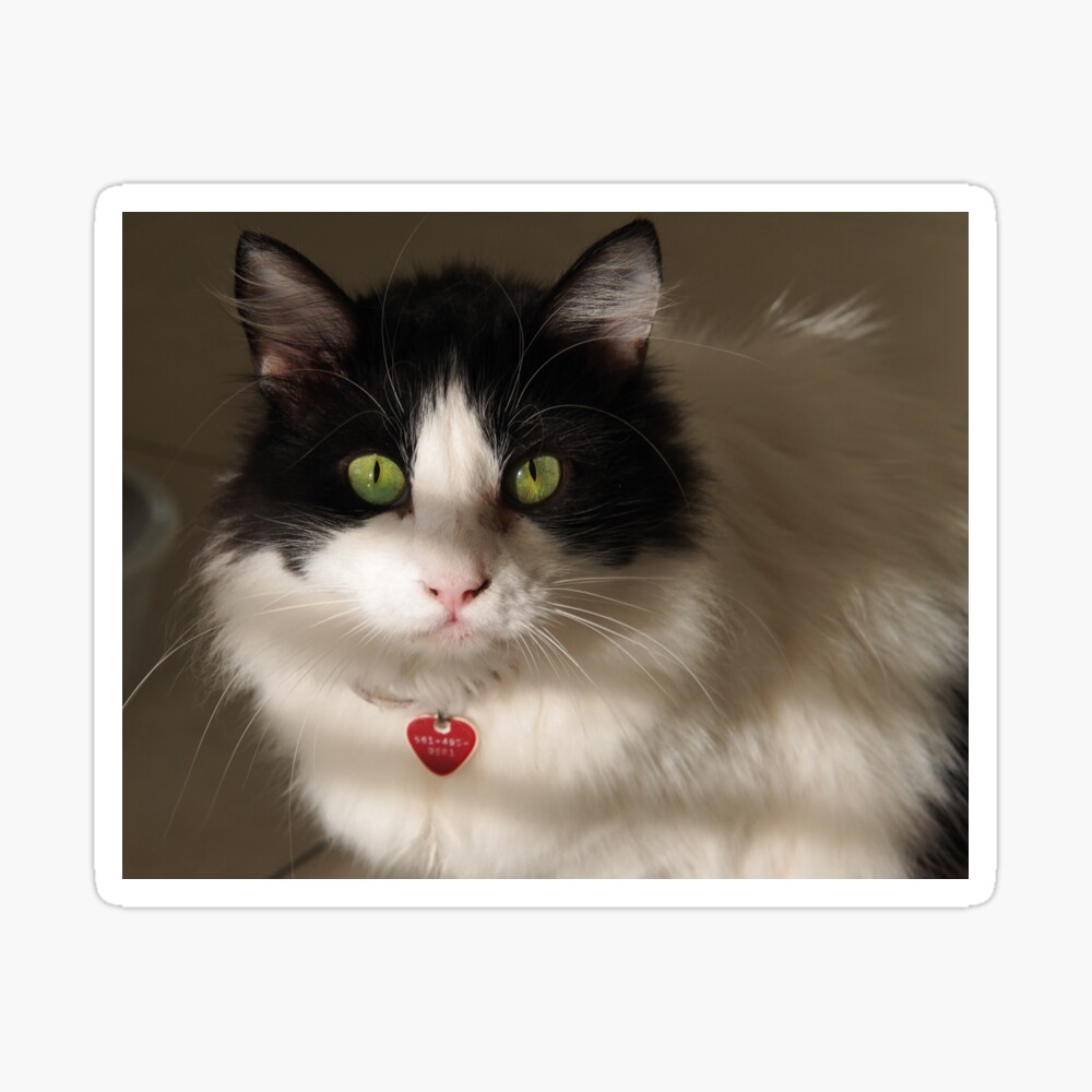 Cat's Eyes. Tuxedo Cat with Beautiful, Hypnotic Eyes. 