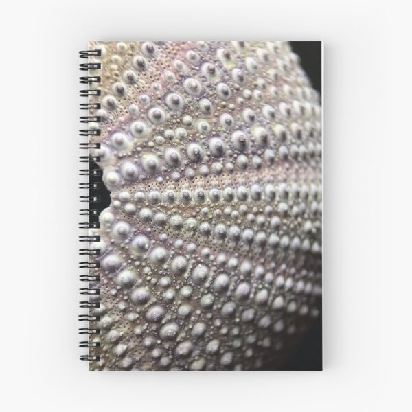 Item preview, Sphaerechinus granularis designed and sold by MotherOfUrchins.