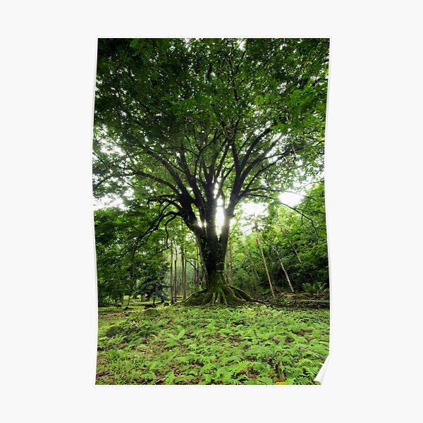 Keanae Arboretum, Maui Poster