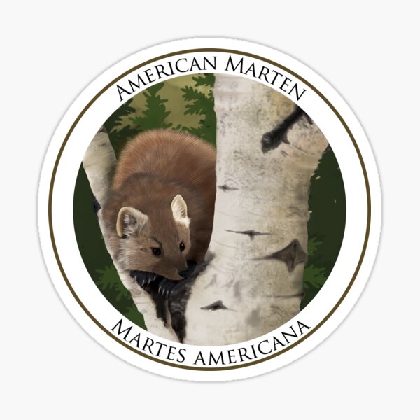 American Marten Badge Sticker