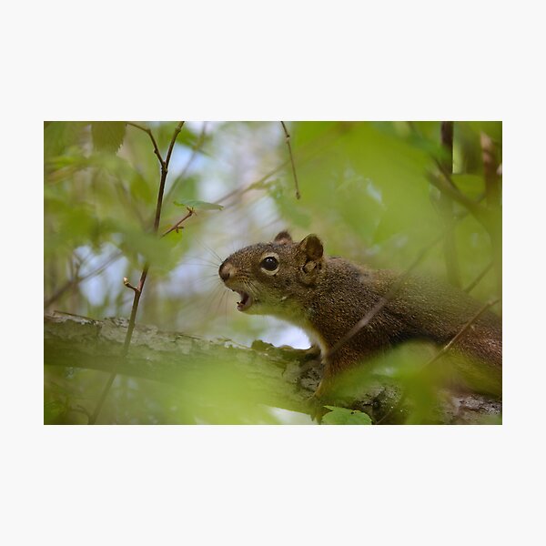 Sound The Alarm Photographic Print
