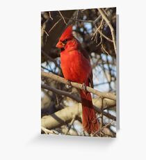 Northern Cardinal (Male) Greeting Card