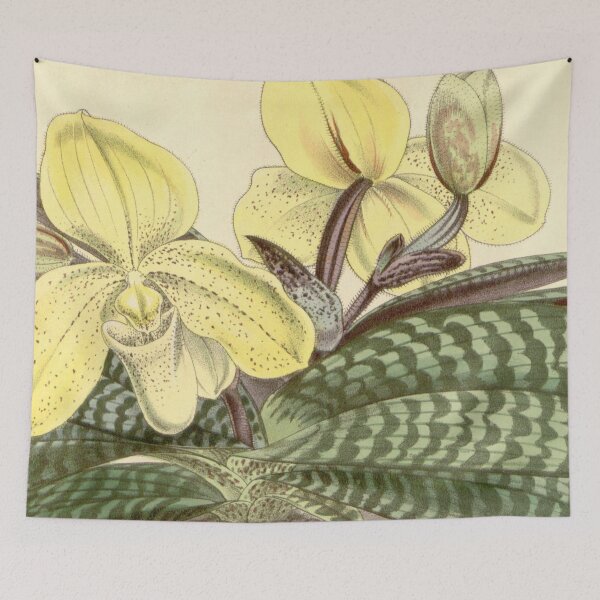Item preview, Paphiopedilum concolor (as Cypripedium concolor ) Curtis' 91 (Ser. 3 no. 21) pl. 5513 (1865) designed and sold by EsotericBotanic.