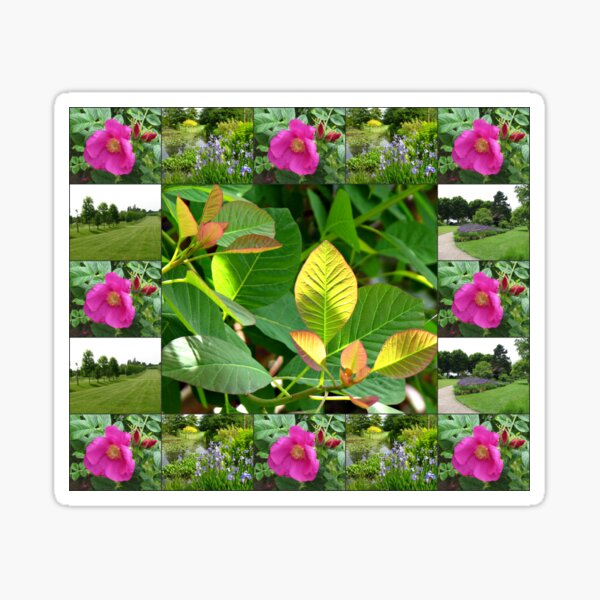 Ash Rose Stickers Redbubble - 12 best adenium images plants desert rose plant games roblox