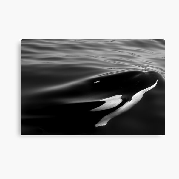 ORCA - Master of the Deep Canvas Print