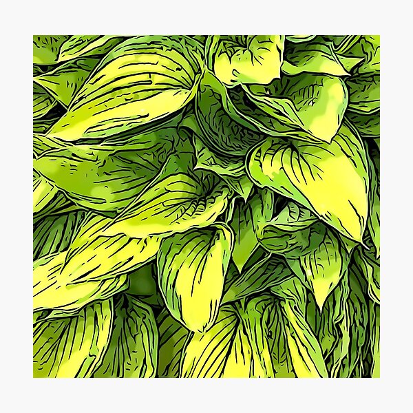 Green & Yellow Hosta Plant Photographic Print