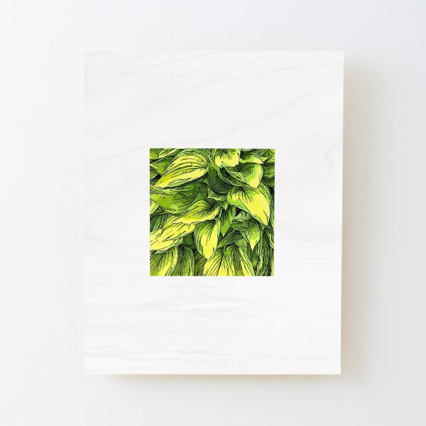 Green & Yellow Hosta Plant Wood Mounted Print