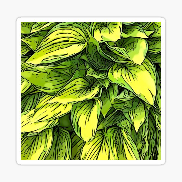 Green & Yellow Hosta Plant Sticker