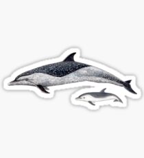 Pantropical dolphin Sticker