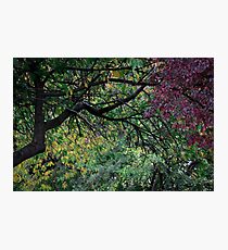 Autumn Photographic Print