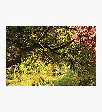 Autumn Photographic Print