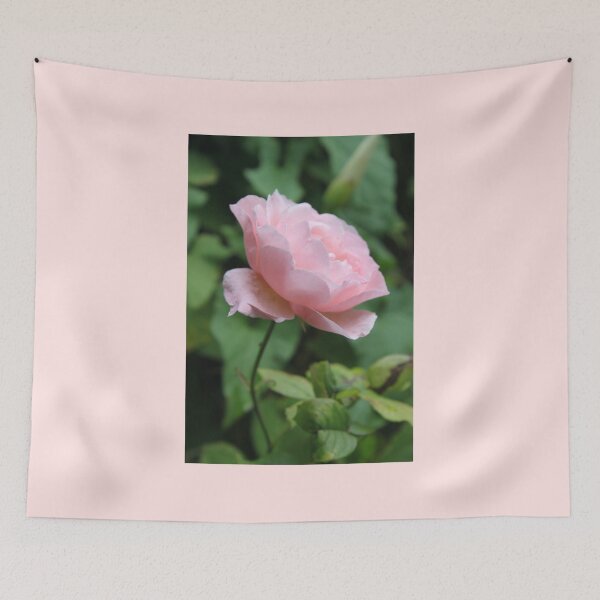 Item preview, Pink rose designed and sold by Emma  Amies.