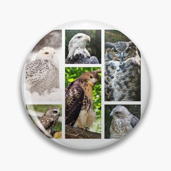 Item preview, birds of prey collection designed and sold by BBrightman.