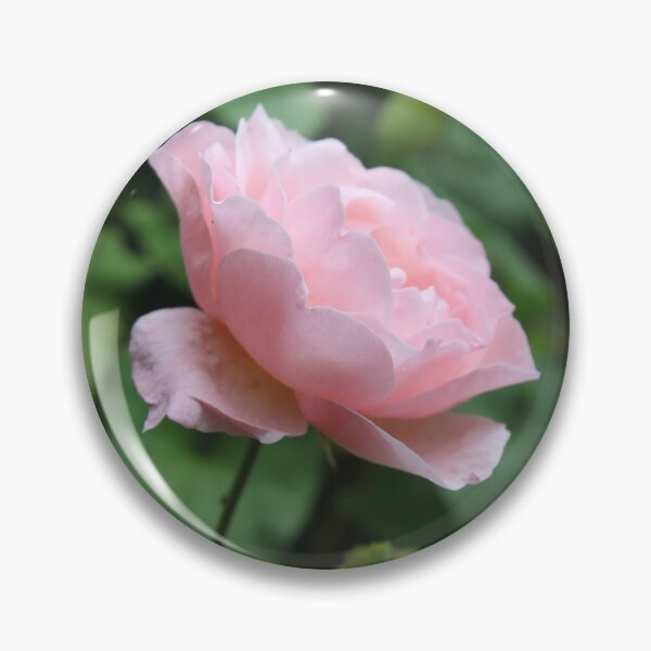 Item preview, Pink rose designed and sold by Emma  Amies.