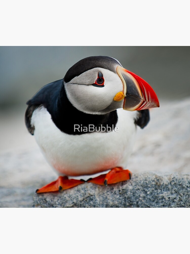 Puffin by RiaBubble