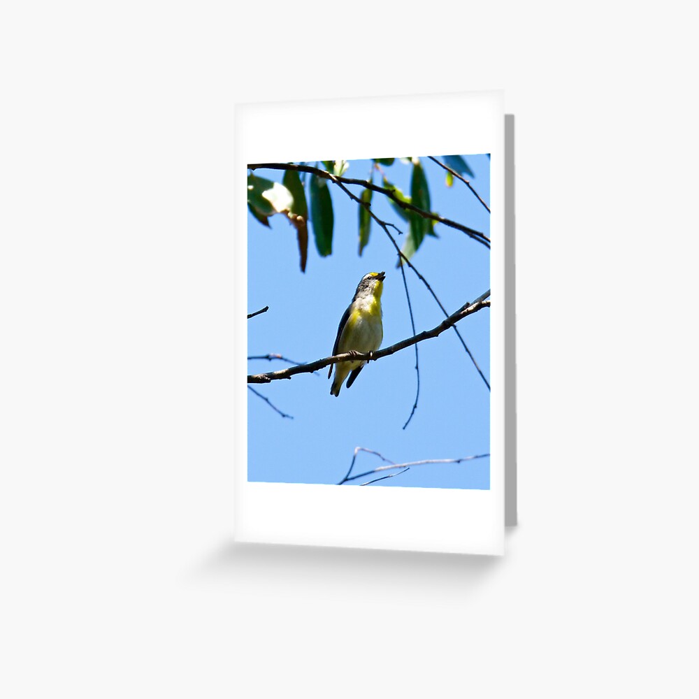 Item preview, Greeting Card designed and sold by tasmanianartist.