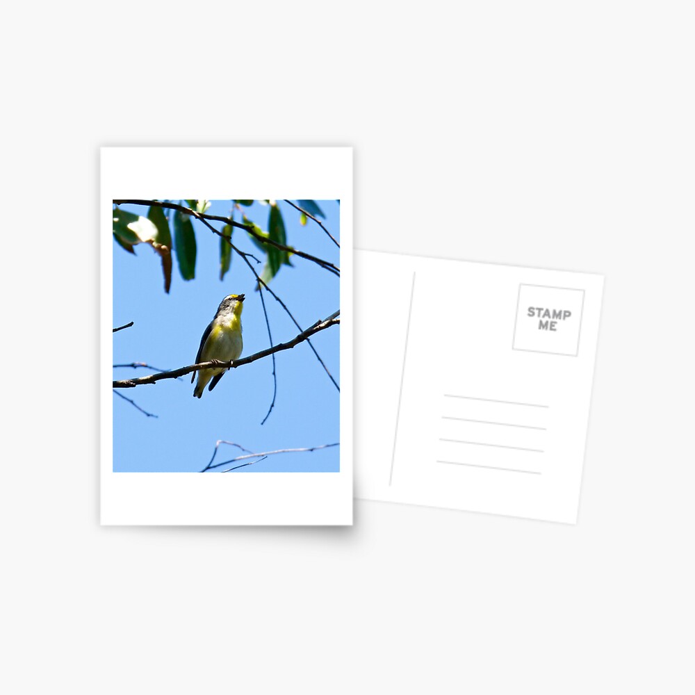 Item preview, Postcard designed and sold by tasmanianartist.
