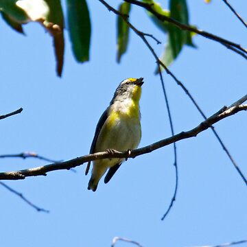 Artwork thumbnail, PARDALOTE ~ Striated Pardalote vb2tfUNR by David Irwin by tasmanianartist