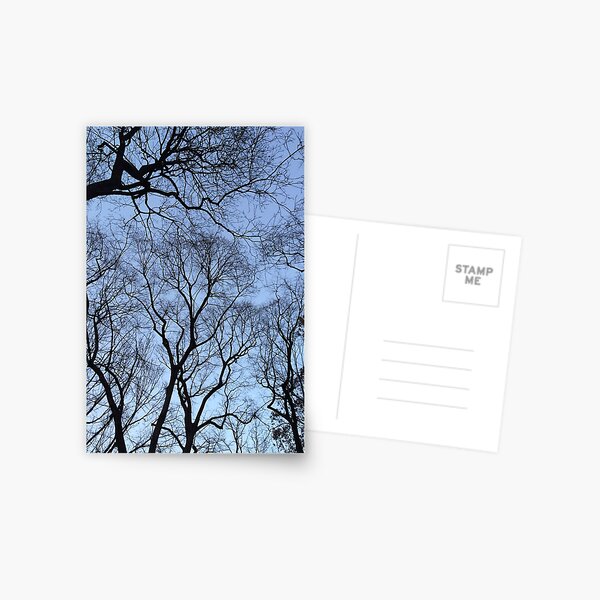 Central Park, New York City Postcard