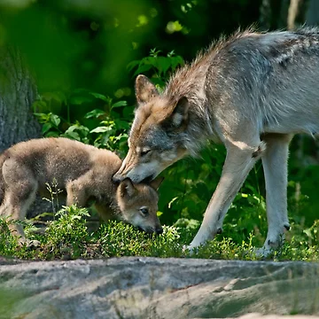 Vorschaubild zum Design Timber Wolf And Pup von WolvesOnly