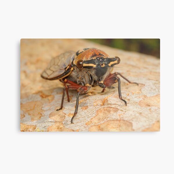 Double Drummer Cicada - Thopha saccata Metal Print