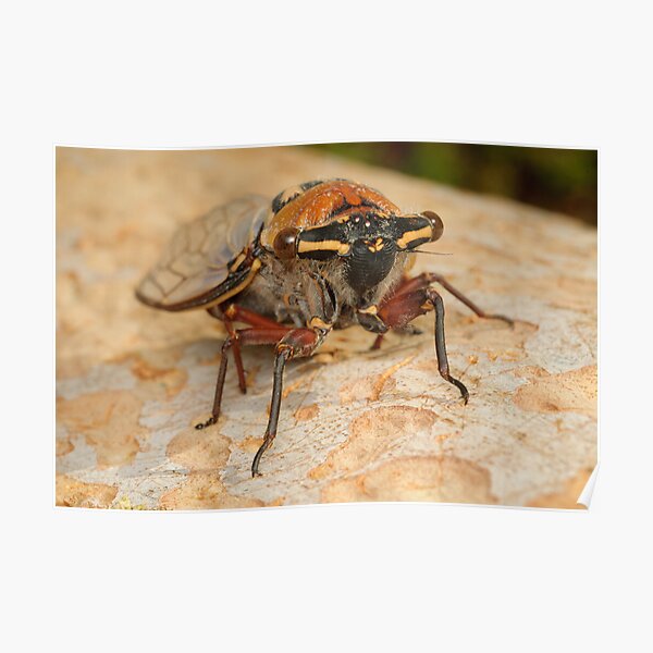 Double Drummer Cicada - Thopha saccata Poster