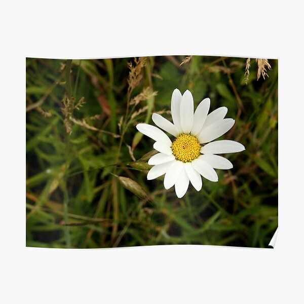 Oxeye Daisy Poster