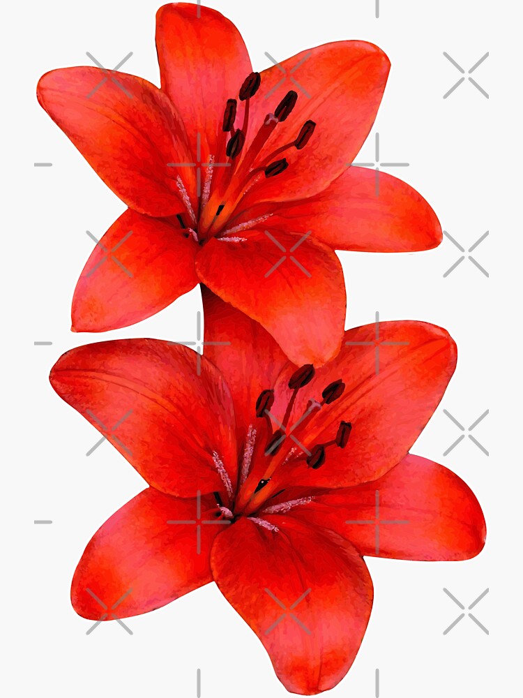 Asiatic Lilies by carlarmes