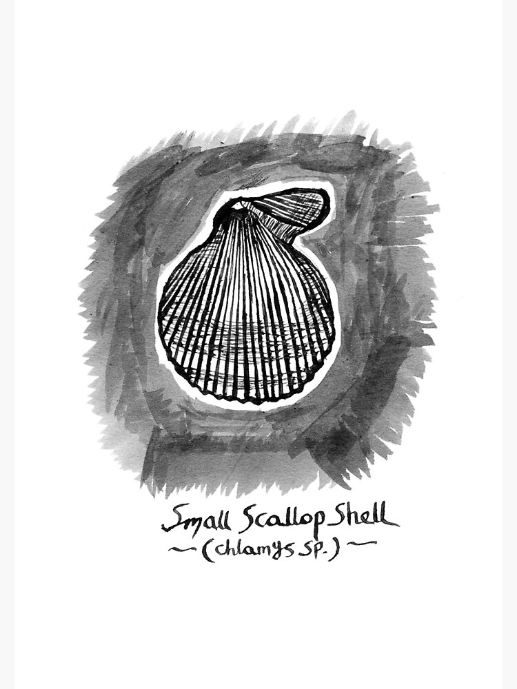 Small Scallop Shell by hoxtonboy
