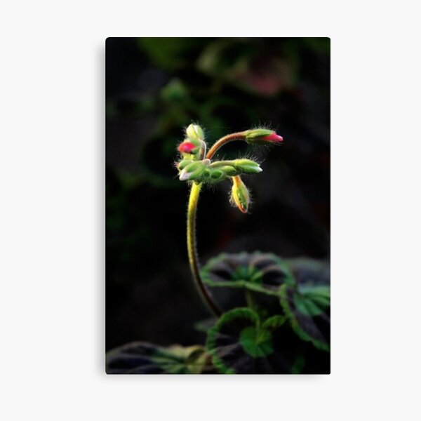 Delicate Curves Canvas Print