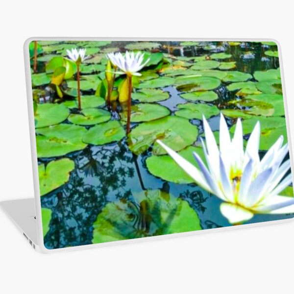 White Lotus blooming in a pond Laptop Skin