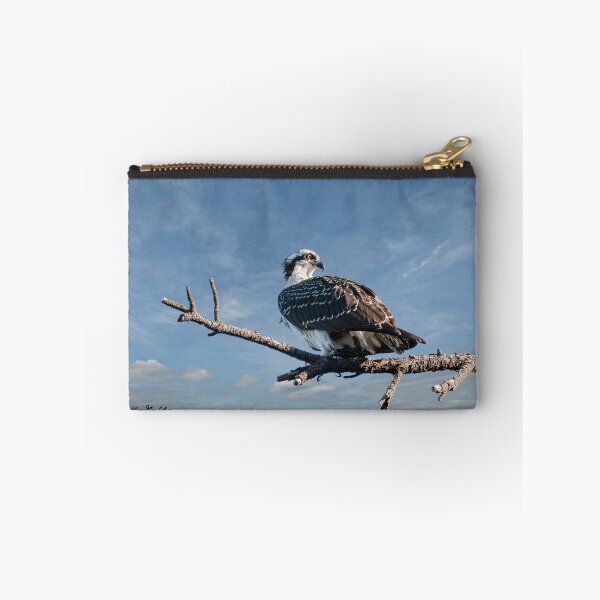 Item preview, Juvenile Osprey Perched in a Tree designed and sold by Jeff Goulden Photography.