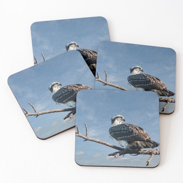 Item preview, Juvenile Osprey Perched in a Tree designed and sold by Jeff Goulden Photography.