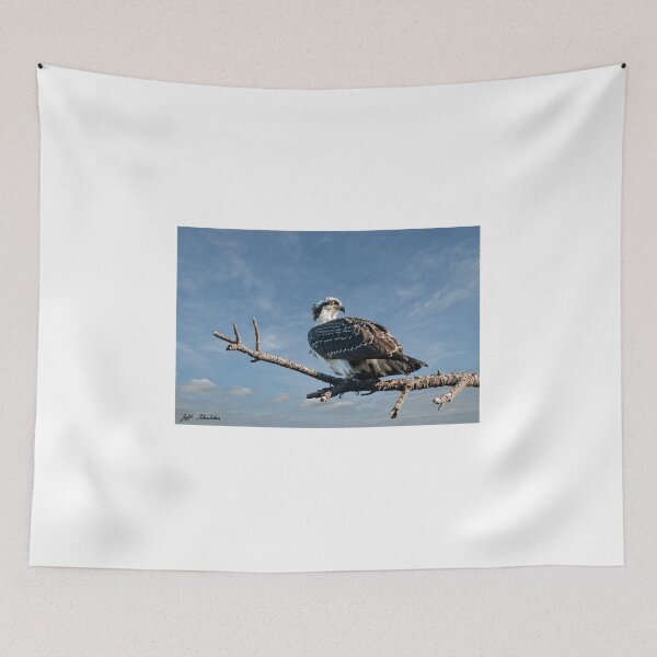 Item preview, Juvenile Osprey Perched in a Tree designed and sold by Jeff Goulden Photography.