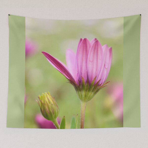 Item preview, Gazania in Pink  designed and sold by imaginethis.